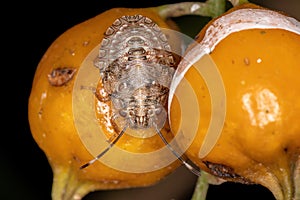 Small Stink bug nymph