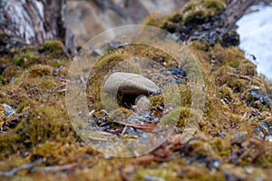 A small stone lying on a moss