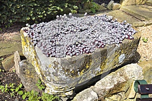 Small stone trough container full of purple flowering saxifrage