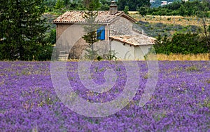 Small stone village house in the middle of a lavender field.