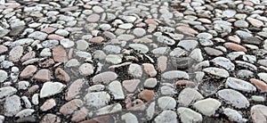 Small stones or coral stones are scattered in a very wide field and look even and neat