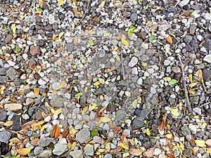 Small stones and dry leaves scattered creating beauty amidst strength and fragility