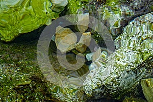 Small stones under water