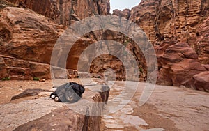 Small stray dog puppy resting on stone ground at canyon in Petra, Jordan - tall rocky wall both sides