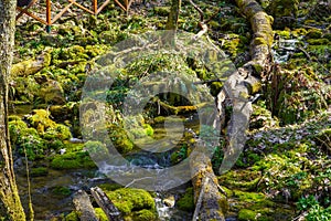 A small stream on a beautiful sunny morning, an irreplaceable link in the water cycle. The significance of these tiny streams has