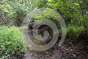 Small stream in dense forest