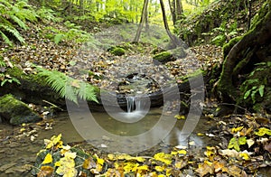 Small stream falling over a tree trunk.
