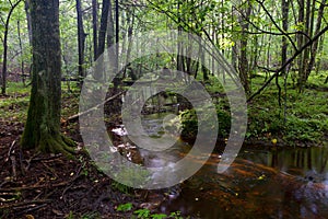 Small stream flowing in forest