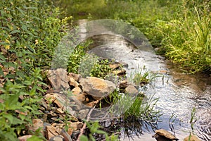 A small stream in the forest