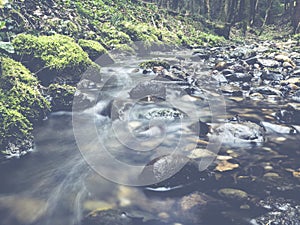 Small stream in forest