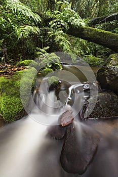 Small stream in forest flowing through moss covered tree stumps and rocks