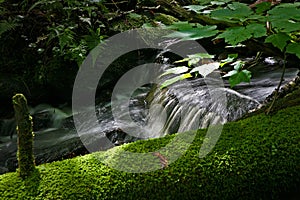 Small stream in the forest in quebec canada