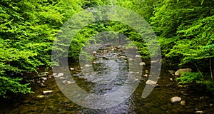 A small stream, at Great Smoky Mountains National Park, Tennessee.