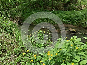 A small stream in a green forest .. Wet stones with green moss. Green plants and trees. Yellow flowers