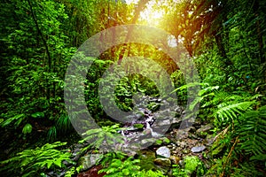 Small stream in Guadeloupe jungle at sunset photo