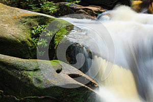 Small stream in jungle