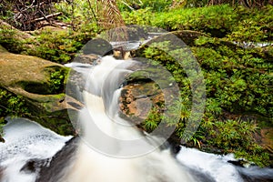 Small stream in jungle