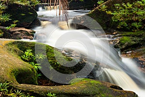 Small stream in jungle