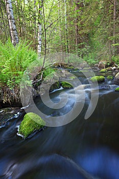 Small stream in mixed forest