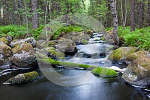 Small stream in mixed forest