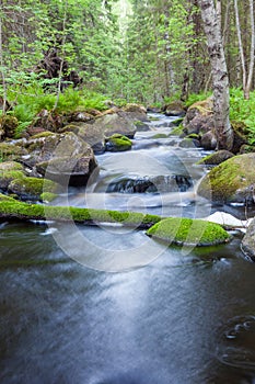 Small stream in mixed forest