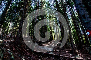 Stream on the Vranica