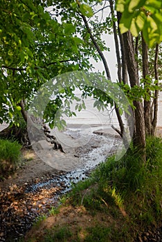 A small stream in the primeval forest enters the sea