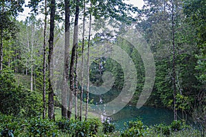 a small stream running through a forest filled with tall green trees