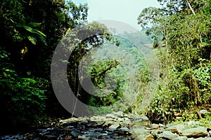 Small stream of water flowing around rocks inside the jungle terrain photo