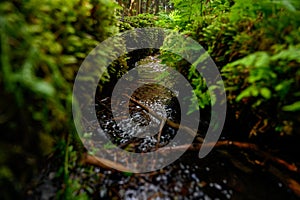 small stream of water through green forest