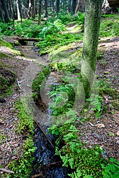 small stream of water through green forest