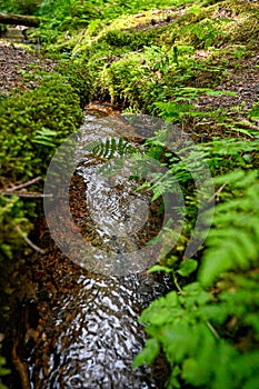 small stream of water through green forest