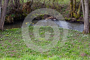 Small stream of water with trees at the shoreline