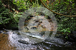 Pequeno actual cascada en primario selva en Brunéi 