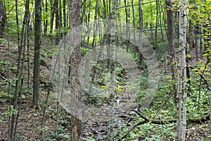 A small stream winding through the forest