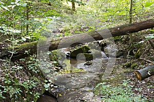 A small stream winding through the forest