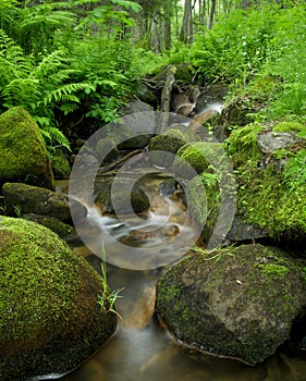 Small stream in the woods