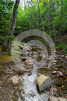 Small stream in the woods