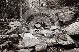 A small stream in the woods