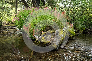 Small Stream Wraps Around A Flower Covered Bend