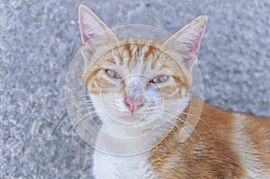 Small street drifter yellow young kitten on asphalt looking photo