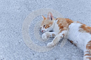 Small street drifter yellow young kitten lie on asphalt