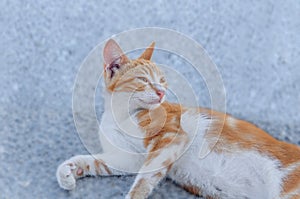 Small street drifter yellow young kitten on asphalt looking at side photo