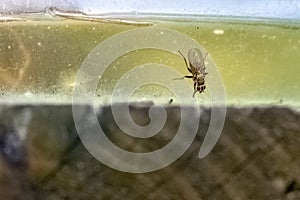 small striped fly sitting against natural background