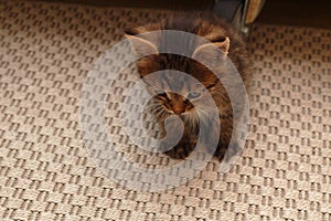 small striped funny brown fluffy sleeping kitten sits on the carpet