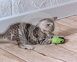 A small striped gray-white kitten is having fun playing on the floor with green mouse toy. Selective focus