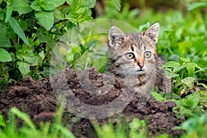 Small striped kitten in the garden among the greenery near the molehill