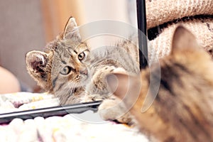 A small striped kitten lies near the mirror, the kitten is reflected in the mirror