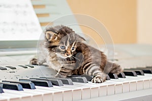 A small striped kitten on the piano keys. The first lesson of mu
