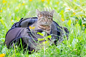 A small striped kitten sits in a backpack, the kitten looks out of the backpack